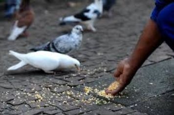 Pombos continuam sendo alimentados na Praça!