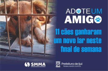 11 cães ganham um novo lar