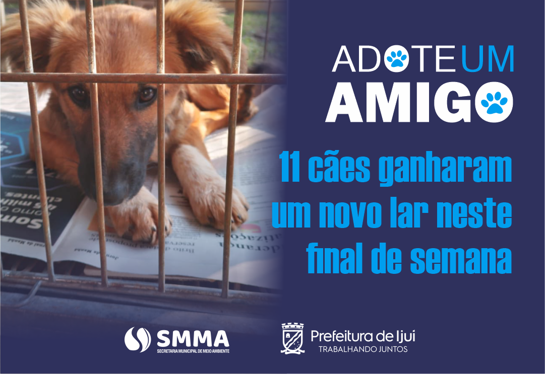 11 cães ganham um novo lar