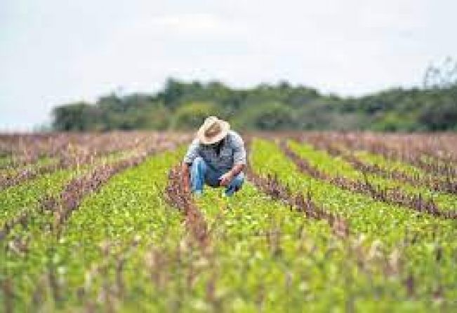 Do campo para a merenda!