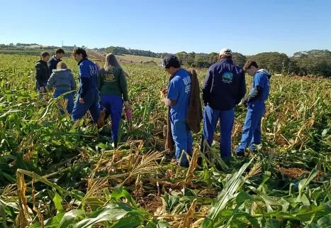 Estudantes do Curso Técnico em Agropecuária do Imeab realizam aula prática de avaliação de lavoura