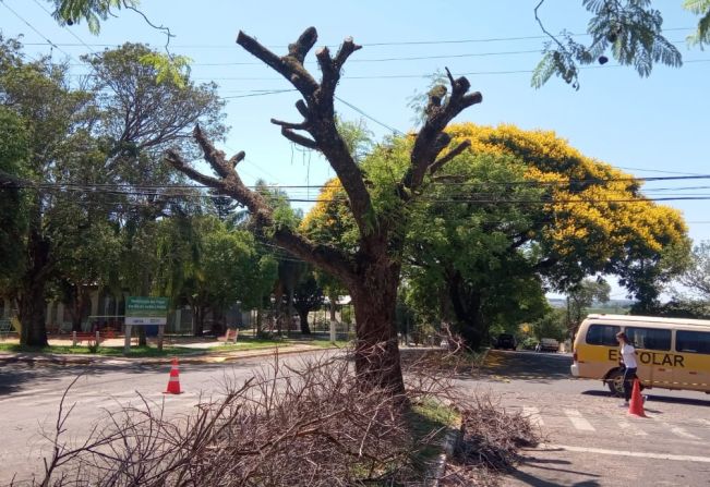 SMMA realiza intervenção em árvores com risco de queda