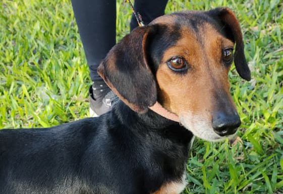 Mutirão de Vacinação e Microchipagem acontece no bairro Pindorama