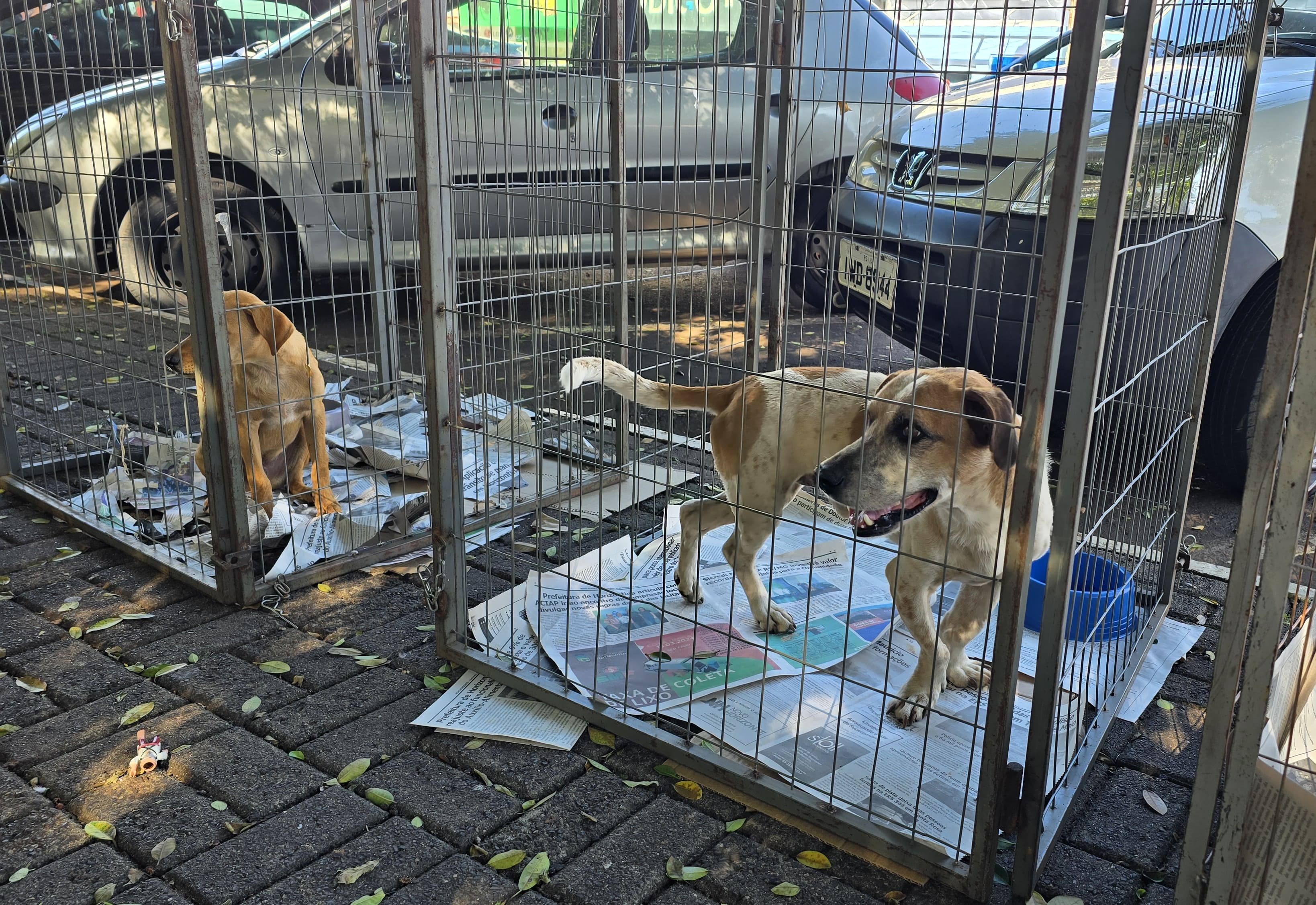 Ação da SMMA promove adoções de cães e coleta de lixo eletrônico